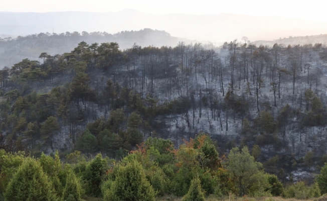 GÜNCELLEME - Kocaeli'de çıkan orman yangını söndürüldü