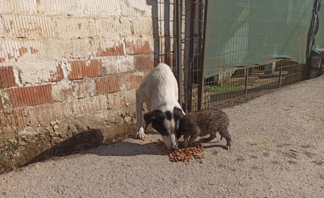 Kocaeli'de kanalizasyona düşen köpek yavrusunu itfaiye kurtardı