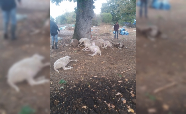 Çanakkale'de yıldırım düşmesi sonucu 13 koyun telef oldu