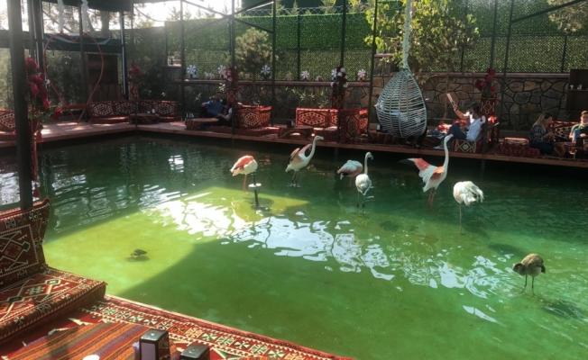Doğa koruma ekipleri, Tuzla'da 6 flamingo ve 1 vervet maymununa el koydu