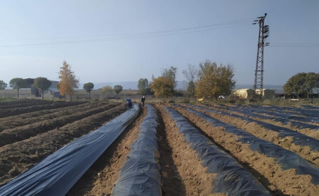 Edirne'de köylüler her mevsim ürün veren çilek üretimiyle kazanacak