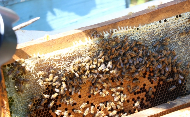 Türk bilim insanları arıların gen haritasını çıkaracak