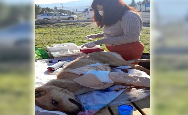 Denizli'de yaralı köpeğe Buldan Belediyesi sahip çıktı