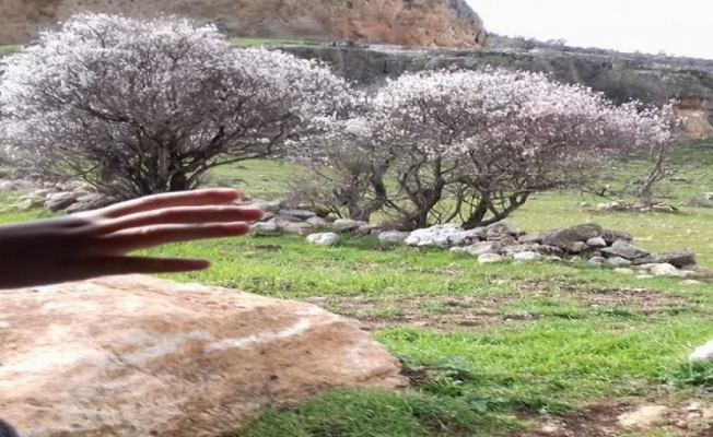 Mardin'de baharın habercisi badem çiçekleri açtı