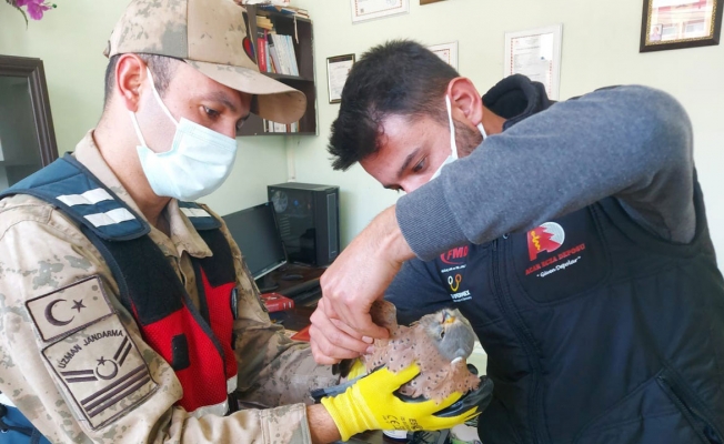 Adıyaman'da yaralı yavru şahine Jandarma koruması