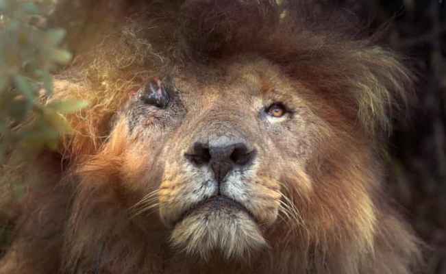 Dünyanın en ünlü aslanı hayatını kaybetti