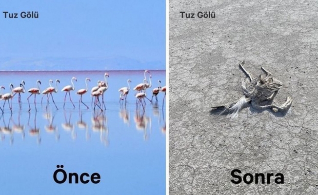 Tuz Gölü’nde toplu flamingo ölümleri!