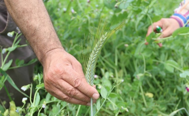 Kocaeli Büyükşehir'de 2700 üreticiye tohum desteği 