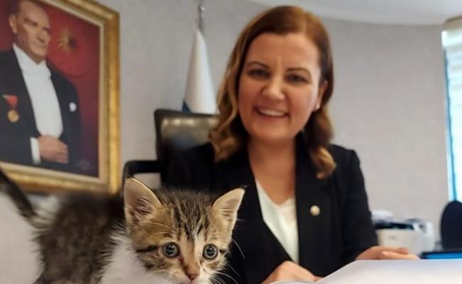 Kocaeli'de İzmit Belediyesi minik kediyi sahiplendi