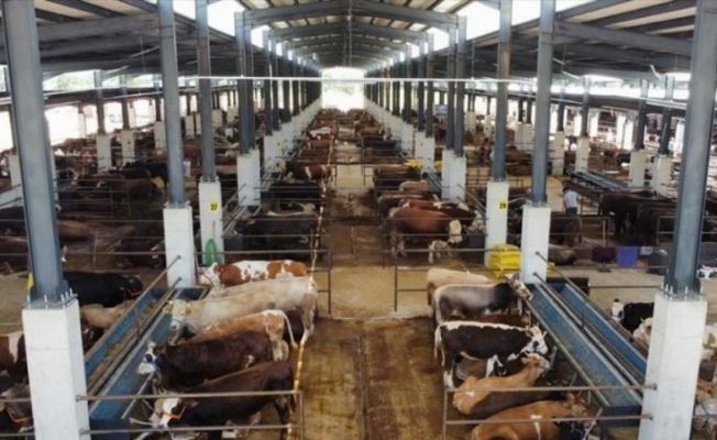 Bursa İnegöl Hayvan Pazarı'nda kurban hazırlıkları başladı 