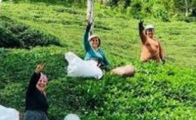 Rize'de çay üreticisi hayal kırıklığında