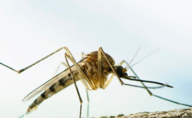 Dikkat! Aedes sivrisinekleri Türkiye’de!