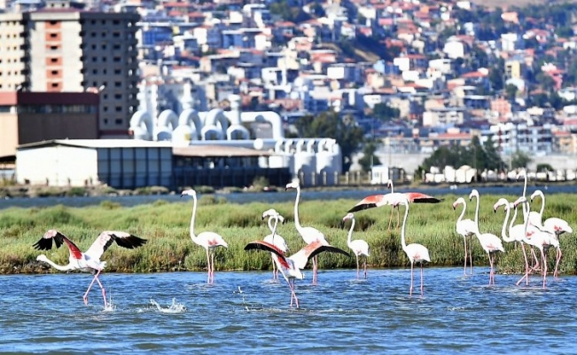 Doğaseverler İzmir'de bu festivali bekliyor
