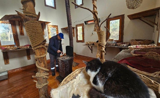 Bursa Osmangazi'de engelli kedilerin soba keyfi