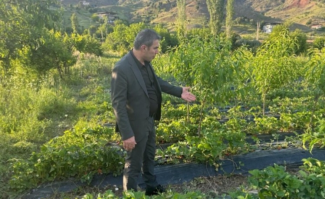 Sason Belediye Başkanı Demir, dolu yağışının vurduğu Çilek tarlalarını gezdi
