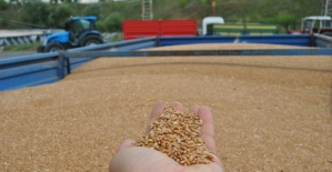 TMO buğday alımına başladı