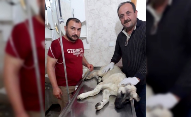 Otomobil çarpması sonucu ayağı kırılan köpek tedavi ettirildi