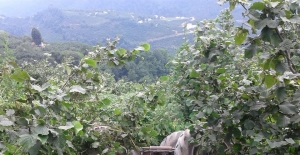 Sakarya'da traktör kazası: 1 ölü