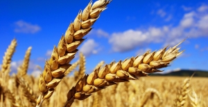 TMO buğday alım kriterlerini yeniden belirledi