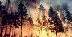 Orman yangını