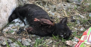 Ön patileri kesik bulunan kedi öldü