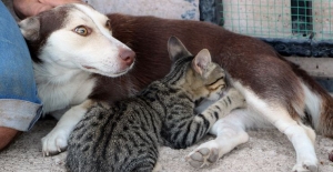 Sahiplendiği köpeği yavru kediye annelik yapıyor