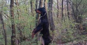 Sakarya'da bir köpek ağaçta asılı halde bulundu