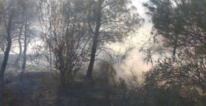 Ayvalık'ta orman yangını