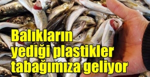 “Balıkların yediği plastikler tabağımıza geliyor“