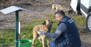 Akyazı Belediyesi sokak hayvanlarının yemini eksik etmiyor