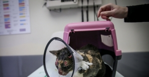 Başında yanıklar bulunan kedi tedavi altına alındı