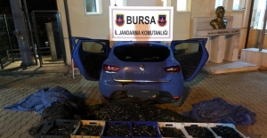 Bursa'da bahçelerden zeytin hırsızlığı