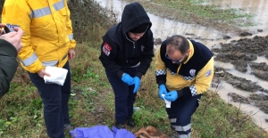 Otomobilin çarptığı köpeğe 112 Acil Servis ekibi müdahale etti