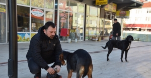 Sokak hayvanlarının gönüllü bakıcısı