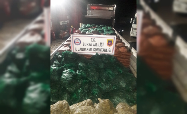 Bursa'da 19 ton kaçak midye ele geçirildi