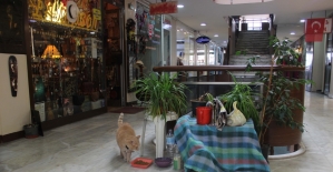 Papyonlu kedi “Behlül“ dükkanın maskotu oldu