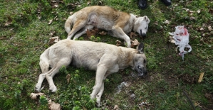 Sakarya'da köpeklerin zehirlendiği iddiası
