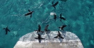 Bahar havasında penguenlerin beslenme keyfi