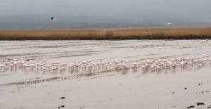 Meriç Deltası 30 binden fazla su kuşunu ağırlıyor