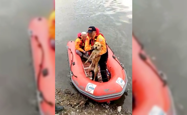 AFAD sokak köpeğini Meriç'te boğulmaktan kurtardı