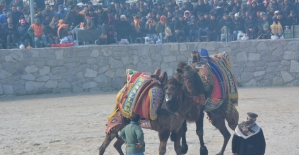 Çanakkale'de deve güreşi festivali