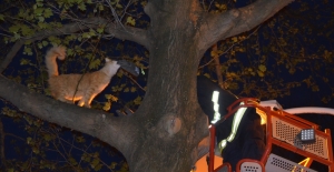 Ağaçta mahsur kalan kedi itfaiye ekiplerince kurtarıldı