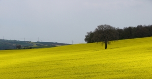 Trakya'da “sarı bahar“