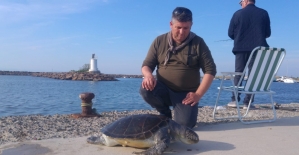 Edirne'de ölü deniz kaplumbağası kıyıya vurdu