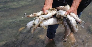 Kırklareli'ndeki balık ölümleri