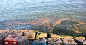 Marmara Denizi'nde plankton çoğalması