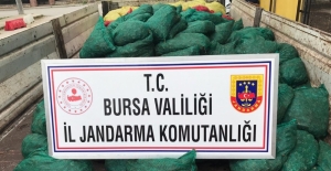 Bursa'da 9 ton midye ele geçirildi