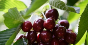 Meyve üreticisinin yeni gözdesi “Alman kirazı“