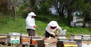 Çiftçi ilacı değiştirdi, arı ölümleri yüzde 80 azaldı