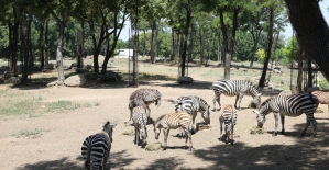 Hayvanat bahçesinde yavru zebra heyecanı